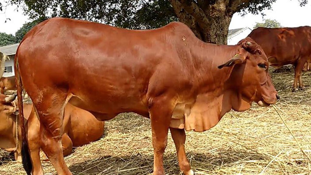 8 Best Milk Producing Cow Breeds in India in tamil