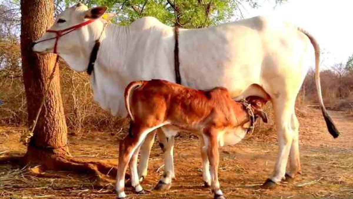 8 Best Milk Producing Cow Breeds in India in tamil