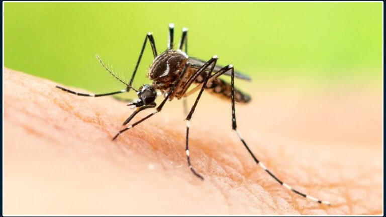 Why do mosquitoes bite some people more