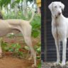 Lists of best guard dogs available in Tamil Nadu